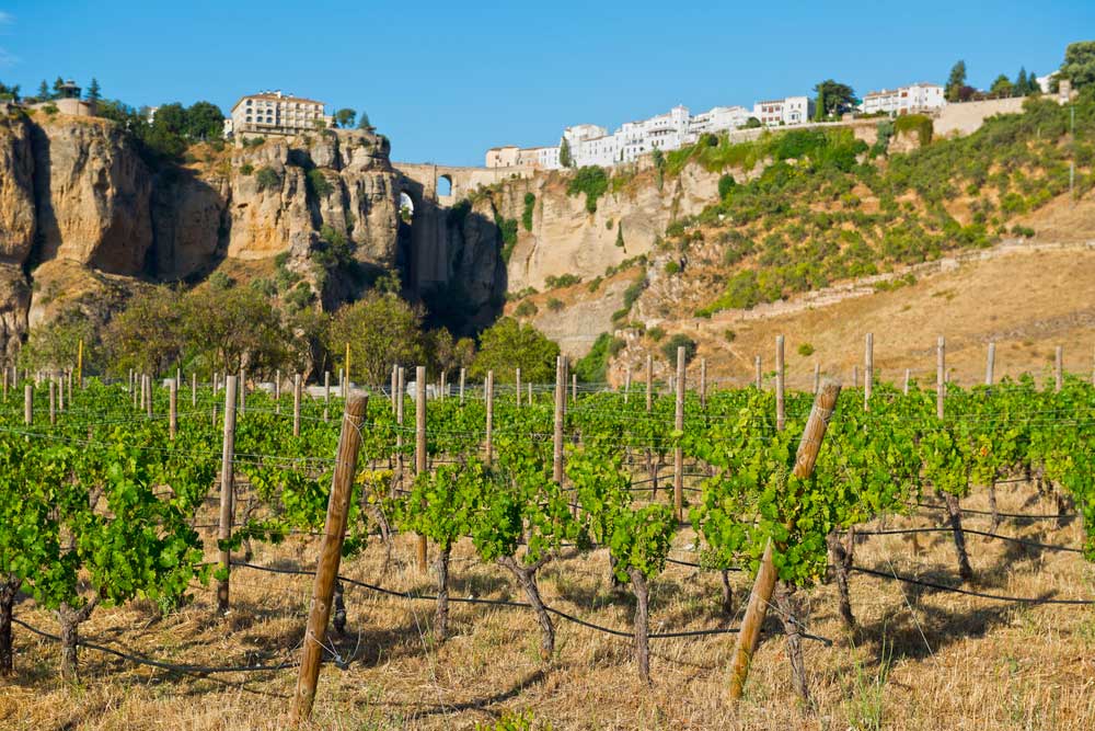 Bodegas worth experiencing in Andalucía